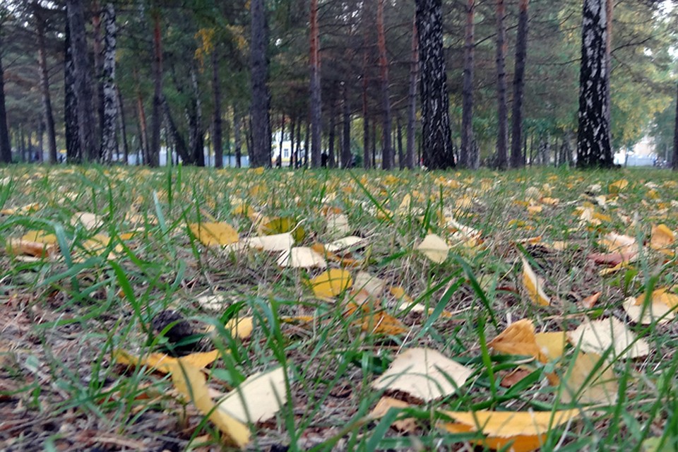 Дожди и холодный ветер сегодня в Югре