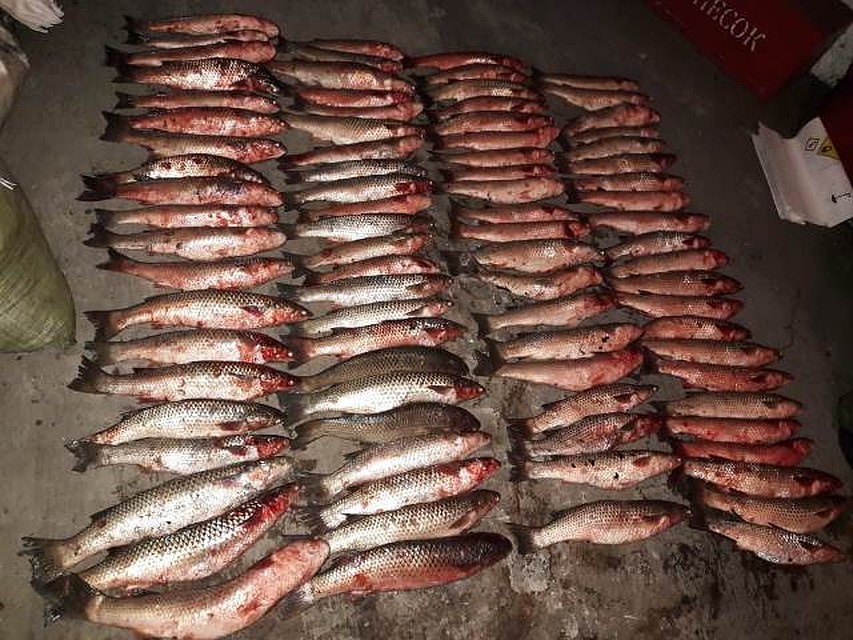 На двух кубанцев завели уголовное дело за незаконную добычу рыбы