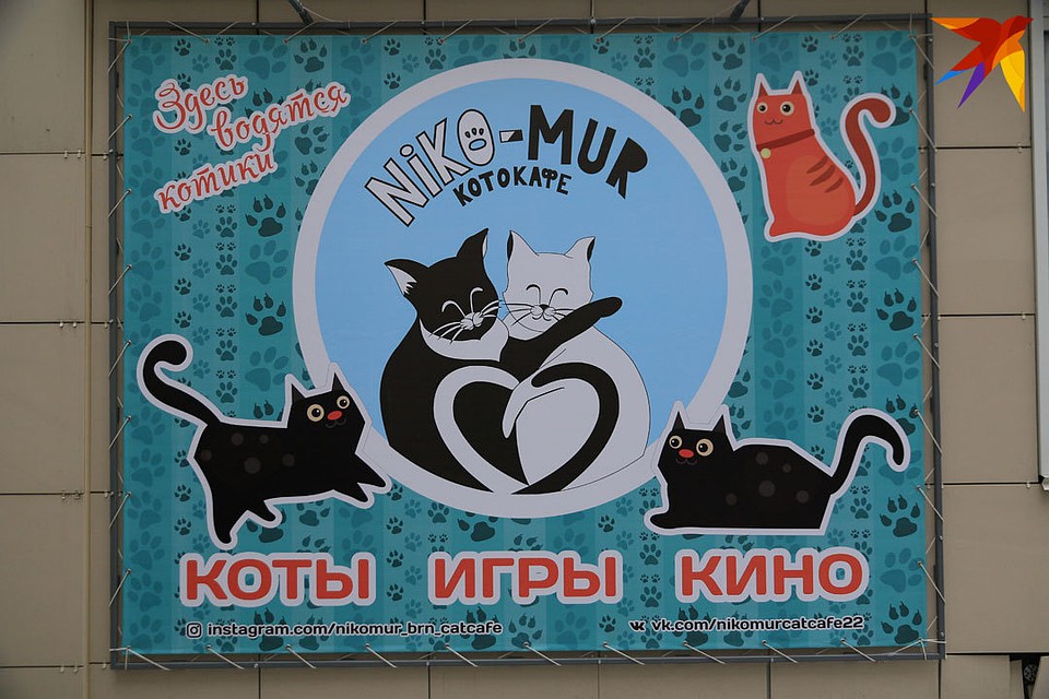 Первое котокафе открылось в Барнауле. Фото: Олег УКЛАДОВ