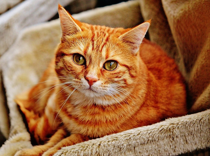 Фото: pixabay.com