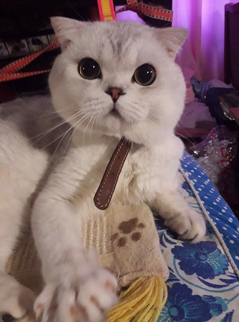 Видео мучений кота набирают тысячные просмотры