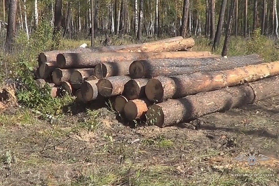 Ущерб был возмещен за счет ареста изъятой техники и реализации заготовленной древесины