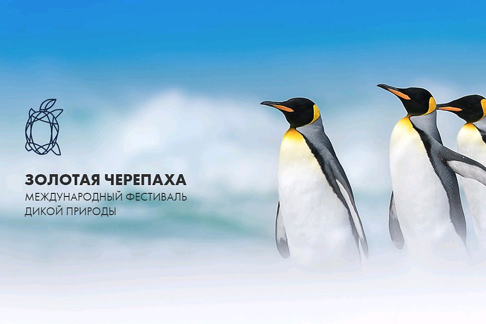 Фестиваль «Золотая черепаха» открылся 4 ноября в Центральном доме художника.