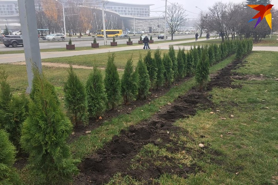 Туи украли из второго ряда, чтобы с проспекта не сразу было заметно.