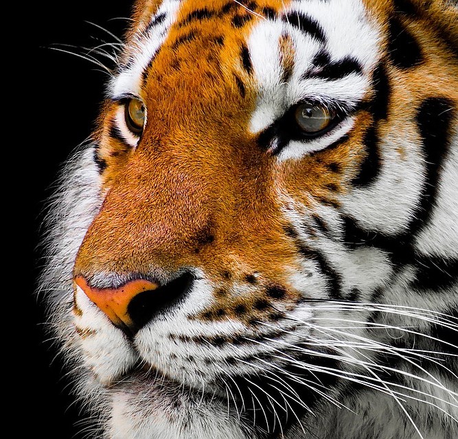 Не исключено, что тигр больной. Фото: pixabay.com\Gelinger