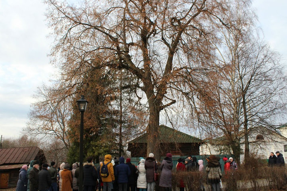 Липу из Карабихи признали памятником природы.