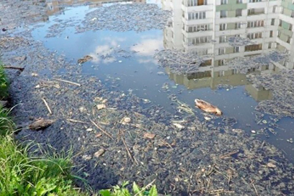 По факту загрязнения реки Новая в Петербурге возбудили уголовное дело. Фото: szsut.sledcom.ru