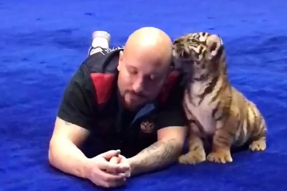 Тигрятам из цирка Багдасаровых дали имена. Фото: www.instagram.com/artur_bagdasarov_official.