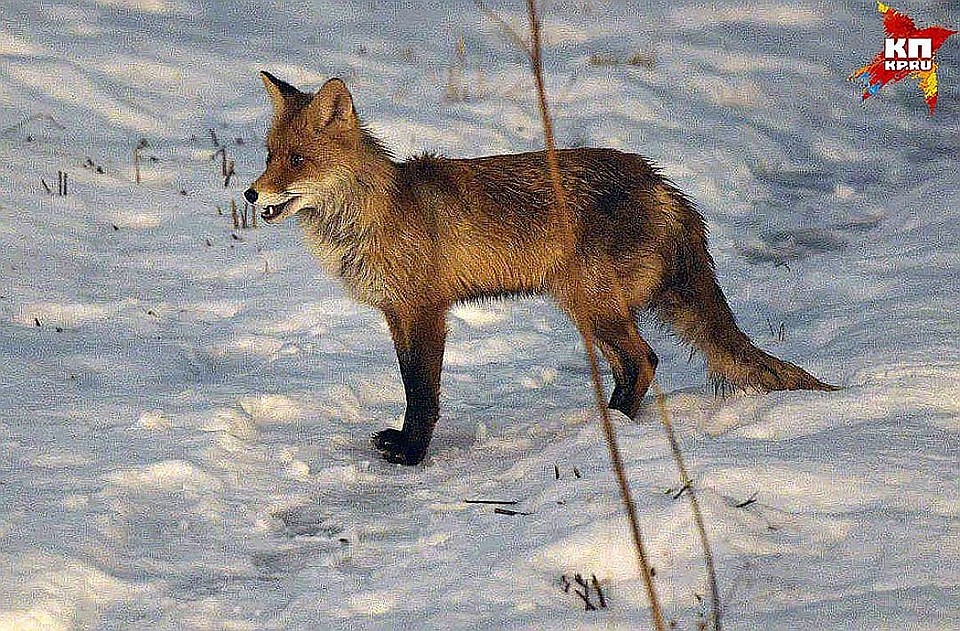 Лисы болеют бешенством чаще других диких зверей