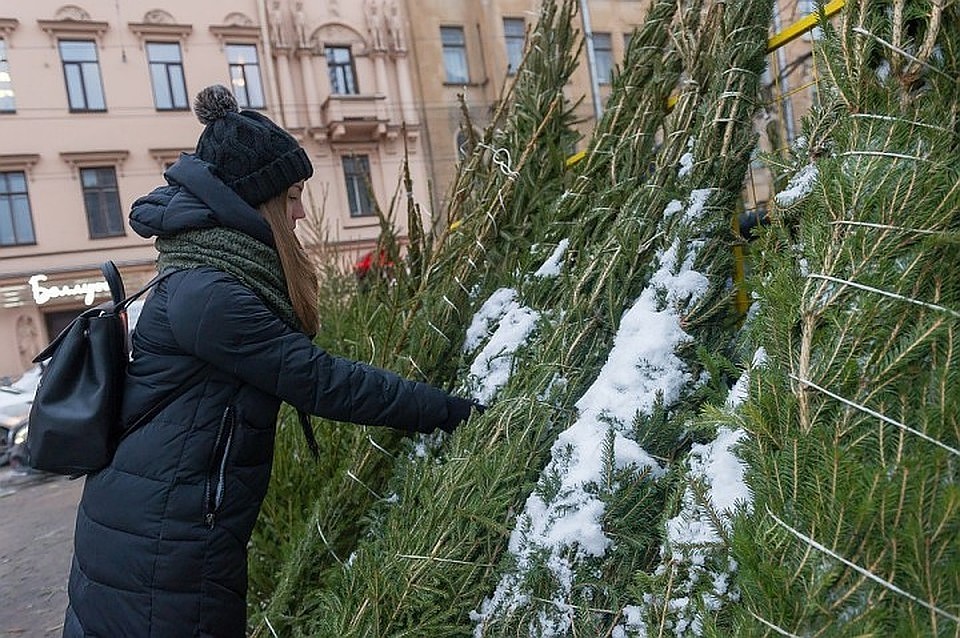 Успейте приобрести самую красивую новогоднюю ель
