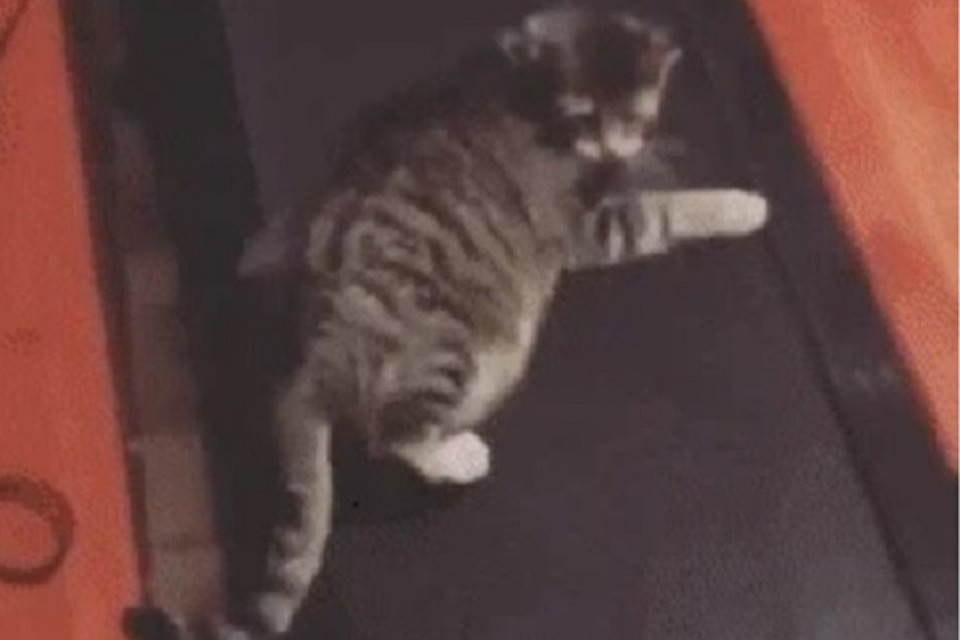 Котейка решил победить беговую дорожку