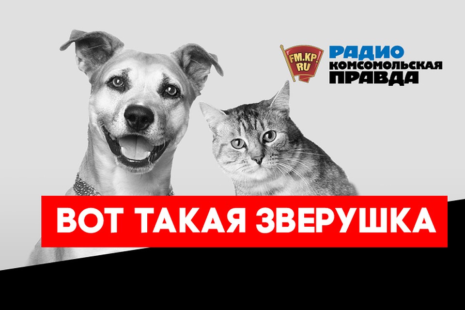 Как выбрать собаку, чтоб не попался "кот в мешке"