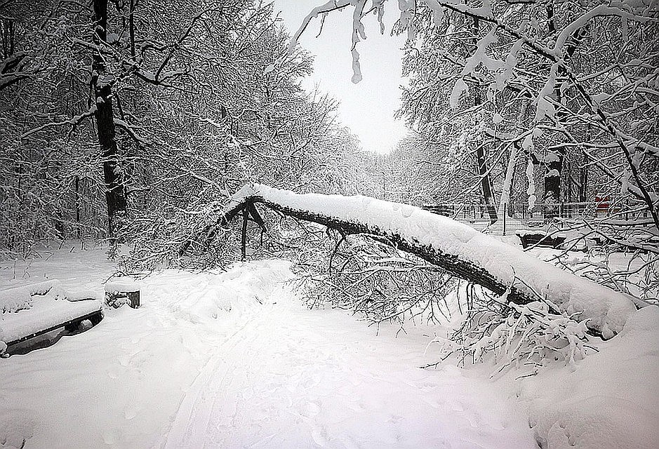 Густой иней может даже деревья повалить.