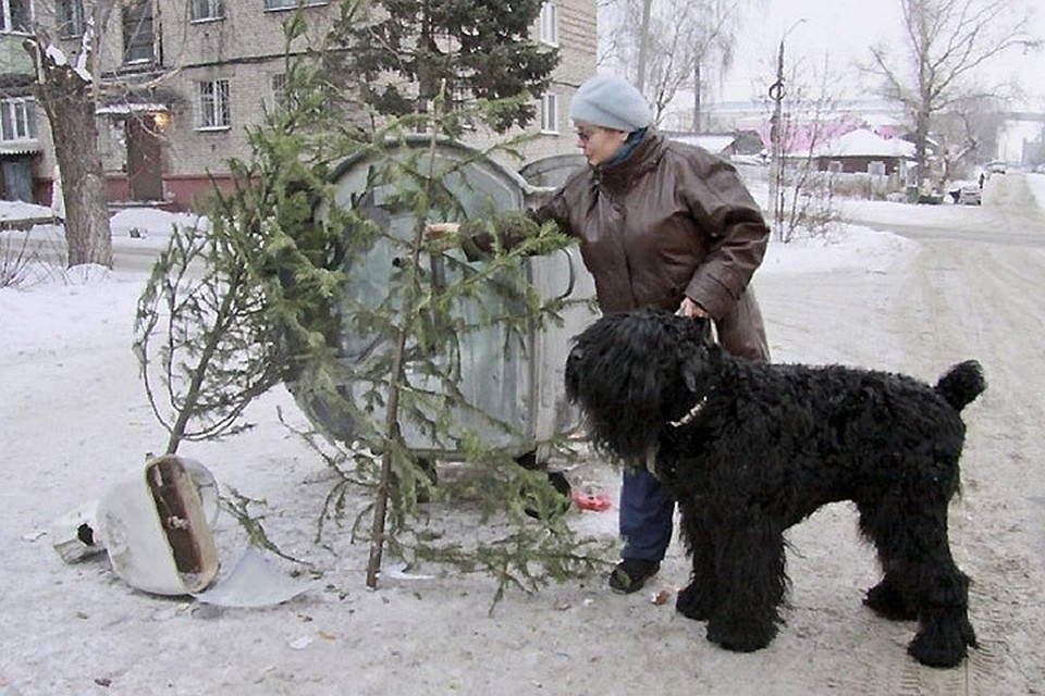 Жителей Литвы призывают оставлять рождественские елки в специальных местах.