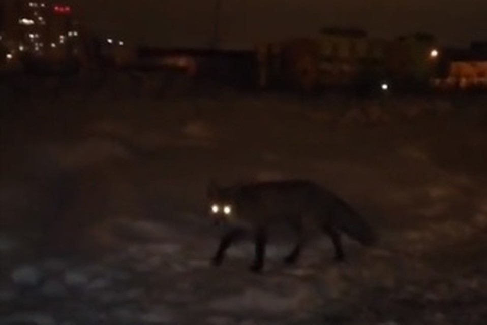 По Липецку гуляет лиса