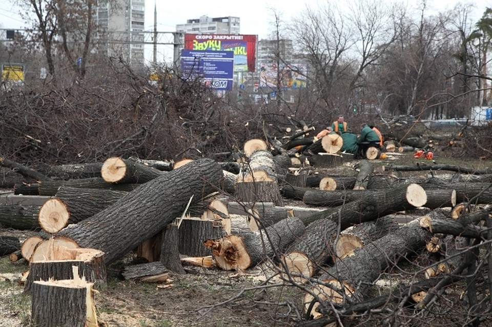 Город постепенно избавляют от старых деревьев