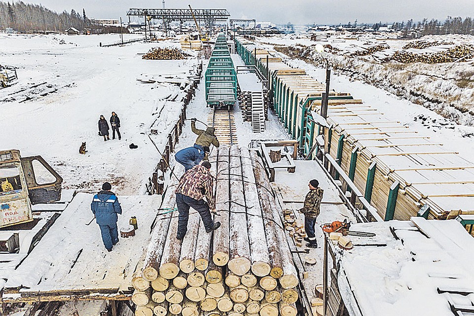 Русский лес пилят и вывозят целыми эшелонами. Конвейер работает без остановок. Новая тайга здесь вырастет только лет через 50 или даже 100...