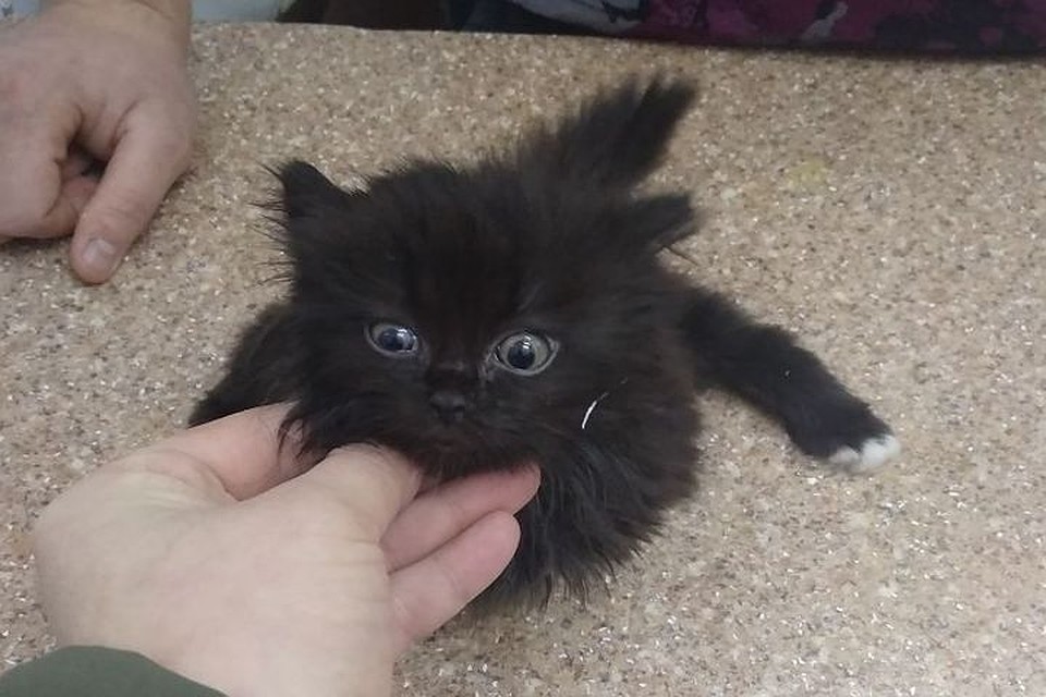 Котенок чувствует себя хорошо. Фото: https://vk.com/cat_nsk