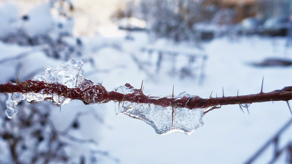 Фото: https://kaleidoskop63.blogspot.com/2015/03/FEVRAL-I-U-NAS-SOZRELI-TYKVY.html