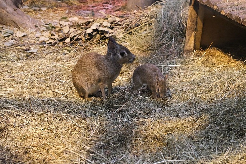 В январе у трех мар родилось по одному малышу. Фото: Юлия Сопко.