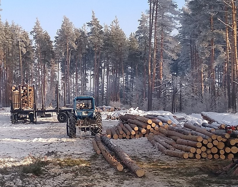 Санитарные вырубки проводятся в урочищах Валуйского района на площади 22,9 гектаров. Фото управление лесного и охотничьего хозяйства Белгородской области.
