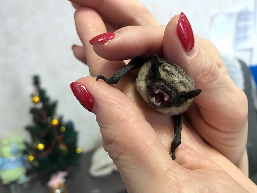 Малышка уже отъелась. Фото: vk.com/chelzoopark