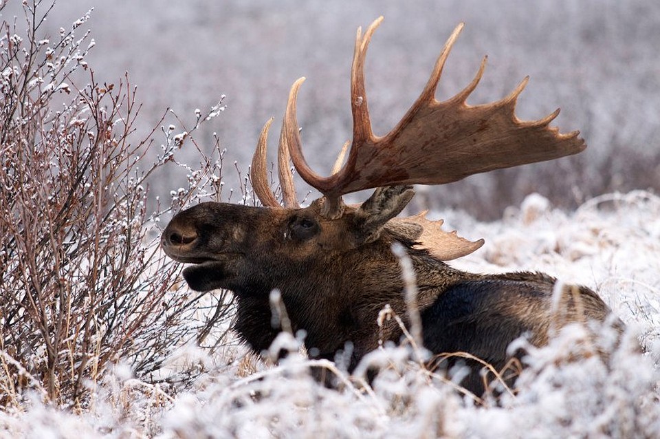Фото: animal-worlds.ru