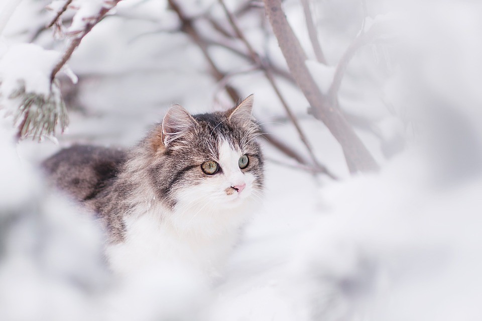 Фото: pixabay.com