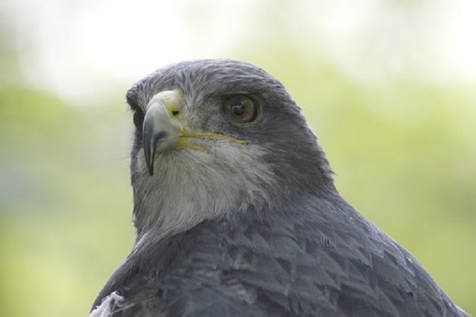 Фото: pixabay.com