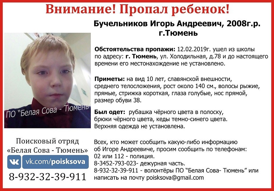 Фото: Белая сова