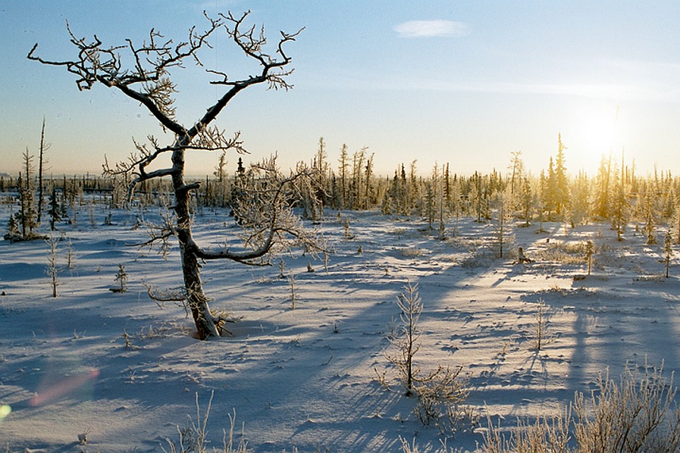 На Ямале усилят контроль за охраной лесов и восстановлением лесного фонда Фото: правительство ЯНАО