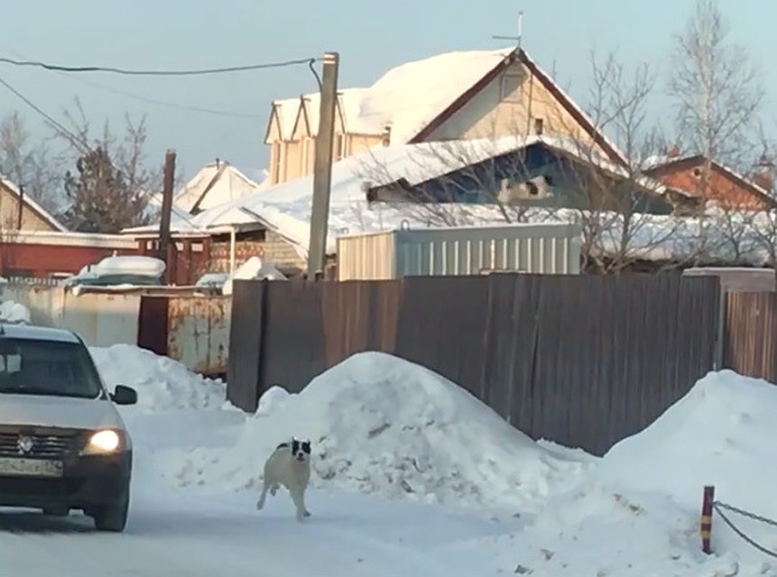 Собаки резвятся на крыше. Кадр из видео vk.com/typical_chelyabinsk
