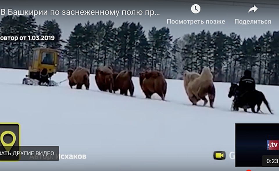фото: скриншот видео
