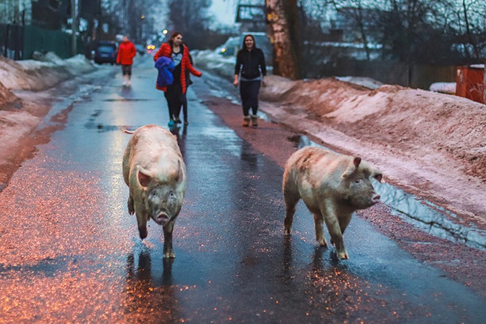 Фото: Роман Мордашов, Подслушано в Ярославле / vk.com