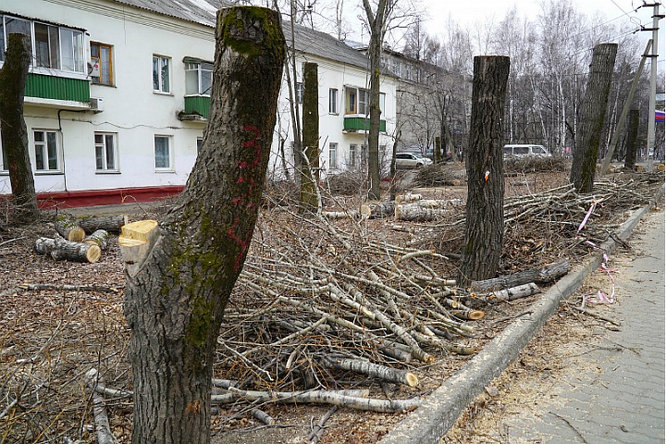Goodbye, тополя: в Хабаровске полувековые деревья заменят ясенем и кленом