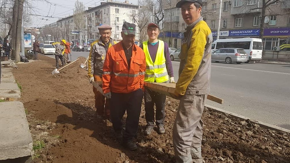 На проспекте Манаса высадили деревья