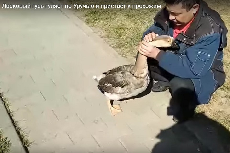 Гусь буквально приставал к прохожим. Фото: стоп-кадр.