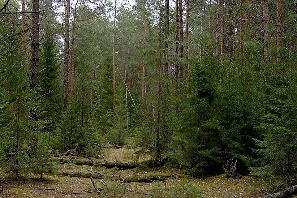 В лесу весной тоболякам стоит опасаться клещей, а не волков