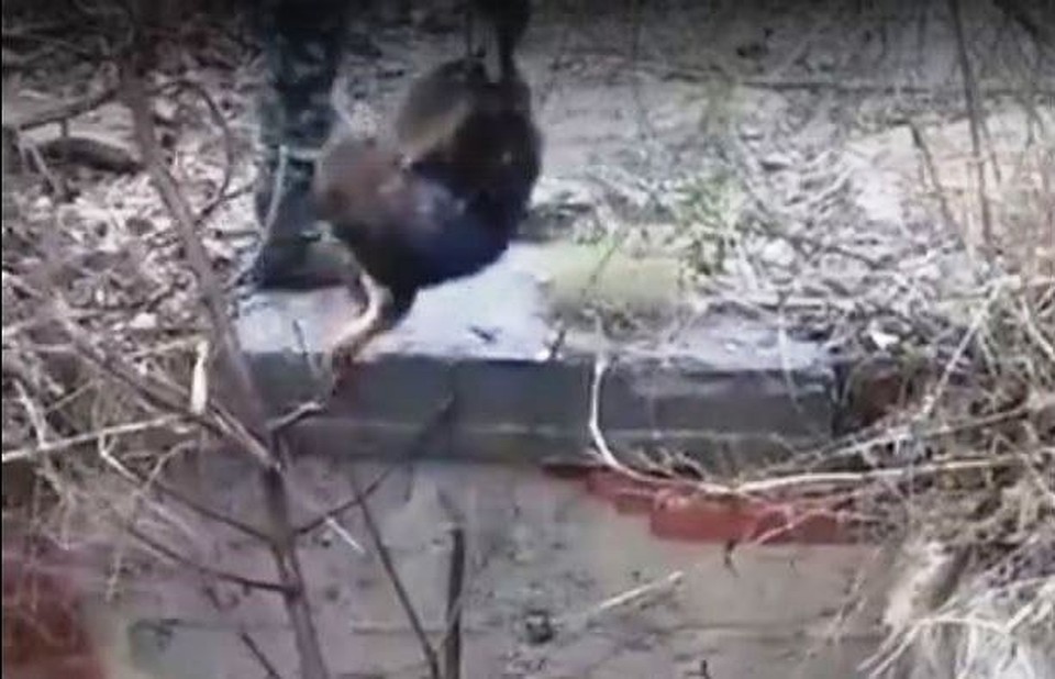 Достать из колодца пса смогли только опытные зоозащитники. Фото - скрин видео астраханского приюта "Верный друг".
