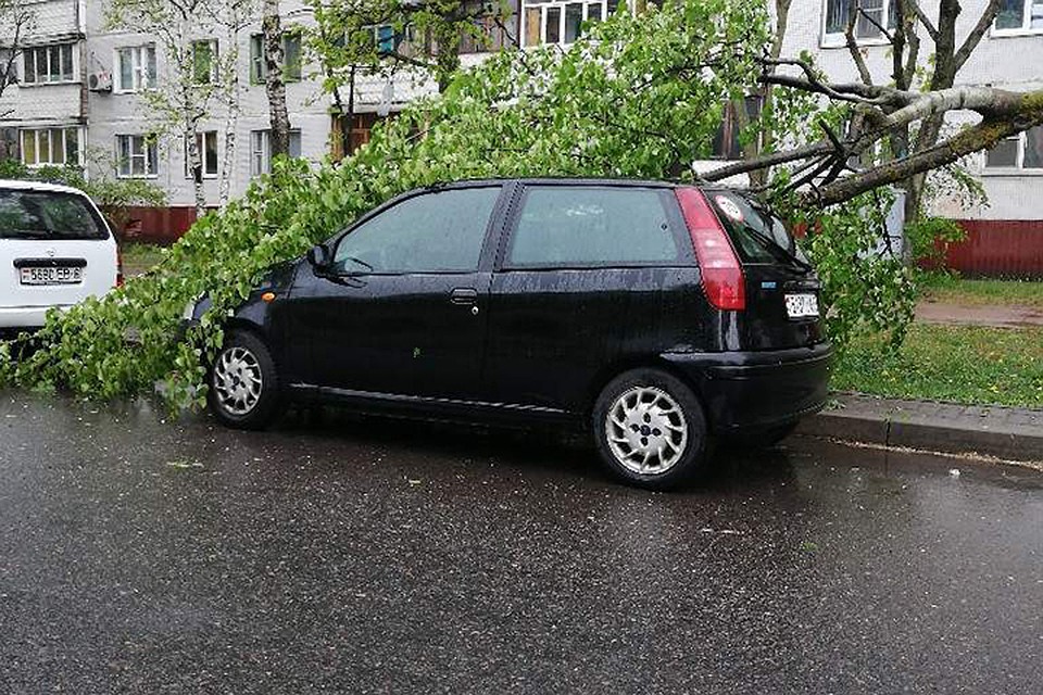 В Могилеве гроза валила деревья. Фото: mogilev.online.