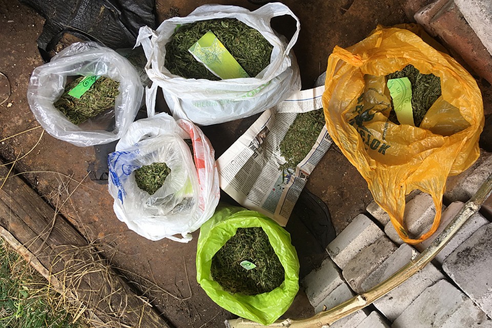 Более полукилограмма марихуаны изъяли у жителя Бобруйска. Фото: УВД Бобруйского горисполкома.