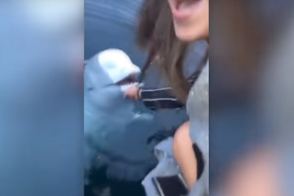Белуха вернула упавший в море iPhone. Фото: кадр Youtube