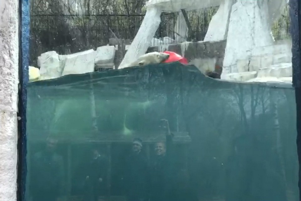 Белый медведь под Хабаровском отказался от еды ради купания