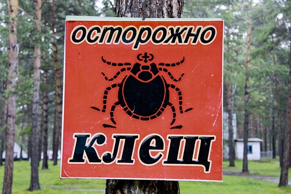 Жители Мурманской области страдают от укусов клещей на отдыхе.