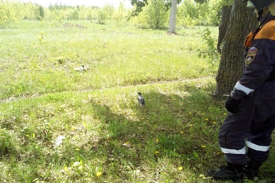Сотрудники МЧС Татарстана в касках ловили птенца, защищаясь от ворон