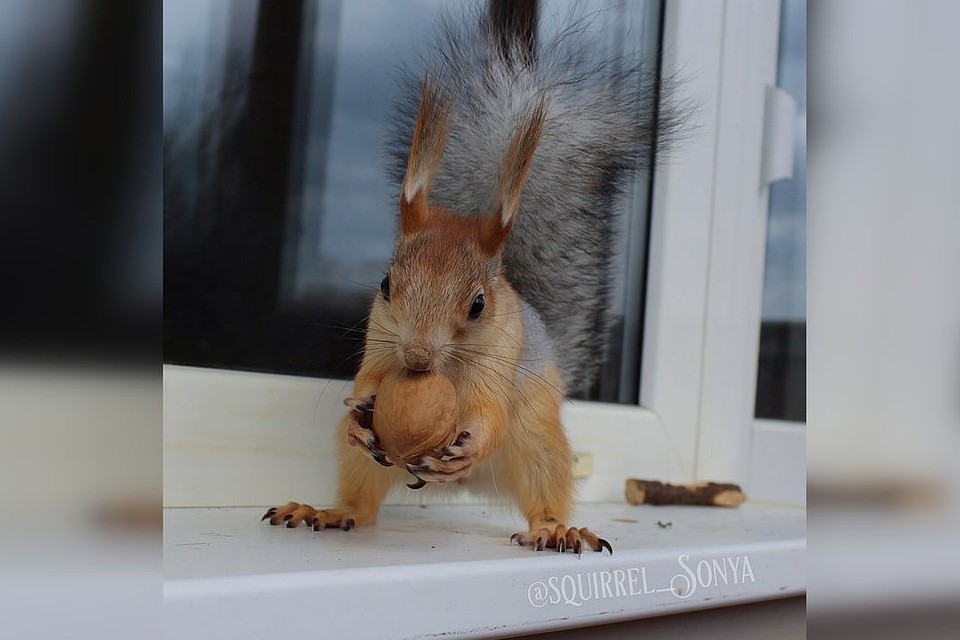 Соня уже занимается запасами на зиму. Фото: instagram.com/squirrel_sonya.