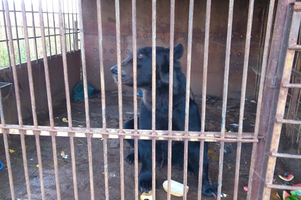 В апреле Мишка осиротел, его новый хозяин с трудом справляется с уходом.