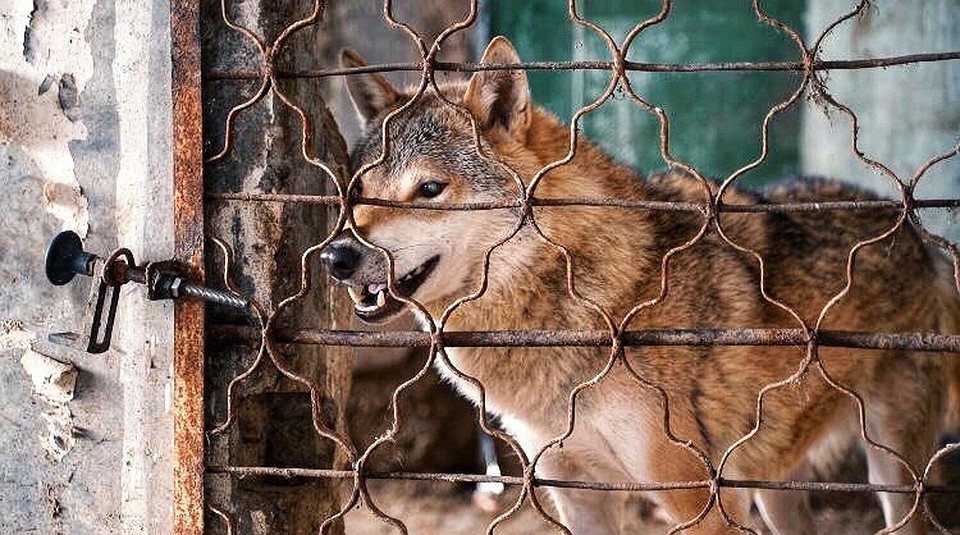 Фото: приют "Верный друг"