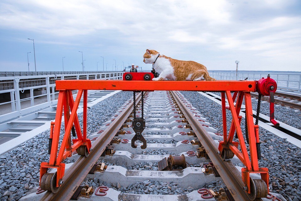 Котоинспектор вышел на линию. Фото: Кот Моста/VK