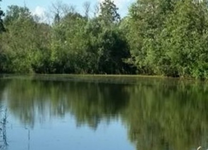 Патогенных микроорганизмов в воде также не обнаружено